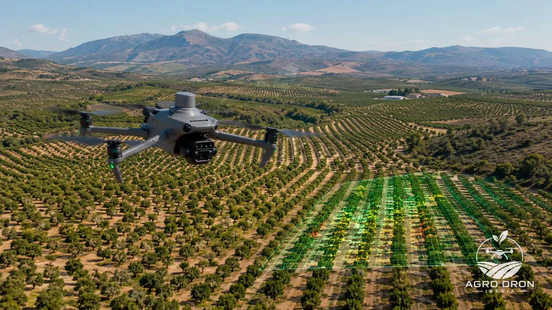 Dron multiespectral DJI Mavic 3M sobrevolando un cultivo leñoso en líneas