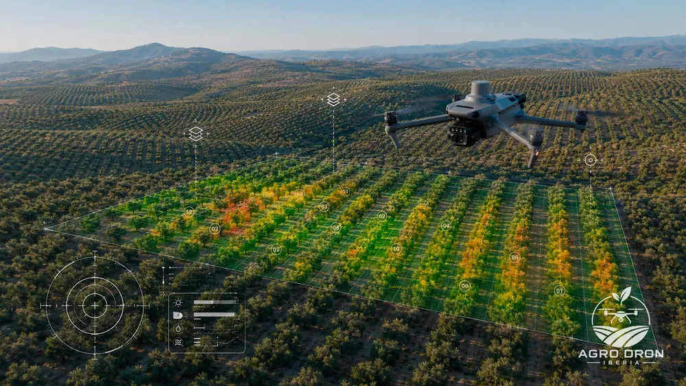 Vista aérea de un olivar con árboles identificados para su conteo